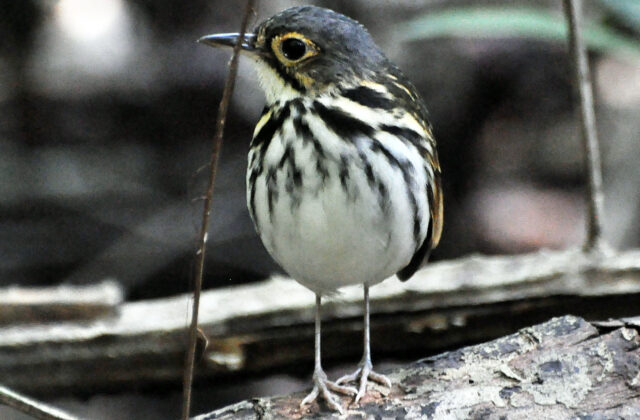 Streak-chested Antpitta