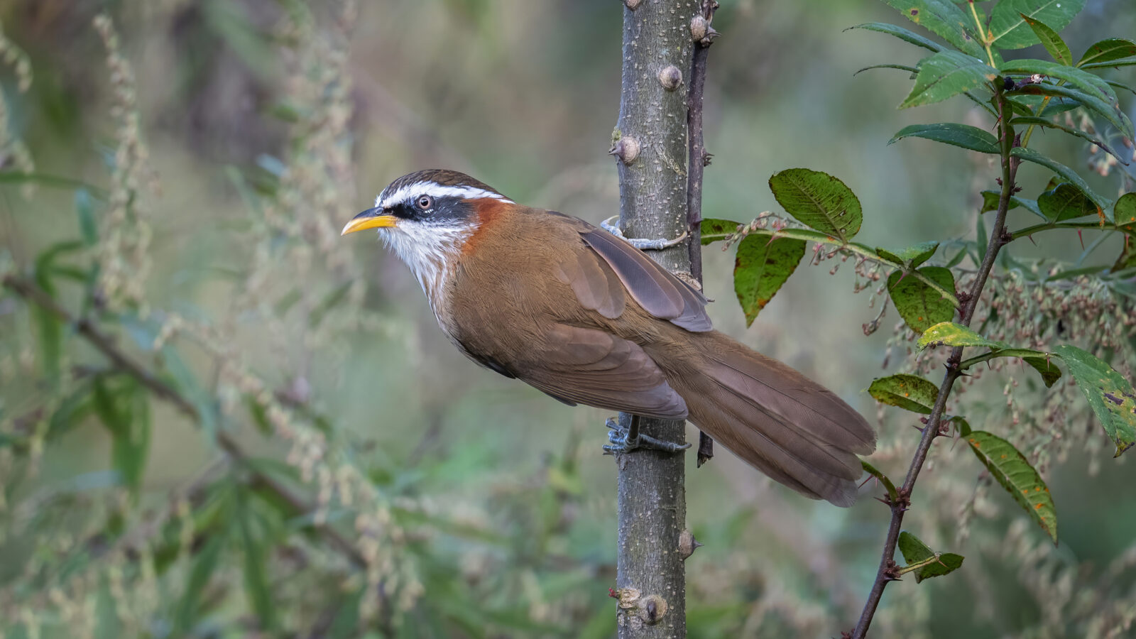 Streak-breasted Scimitar Babbler