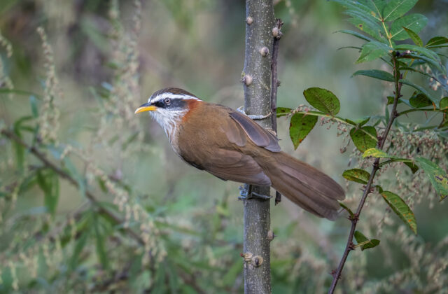 Streak-breasted Scimitar Babbler