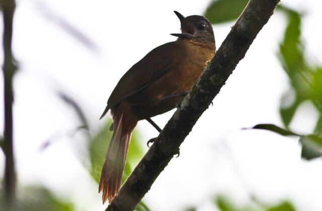 Streak-capped Treehunter
