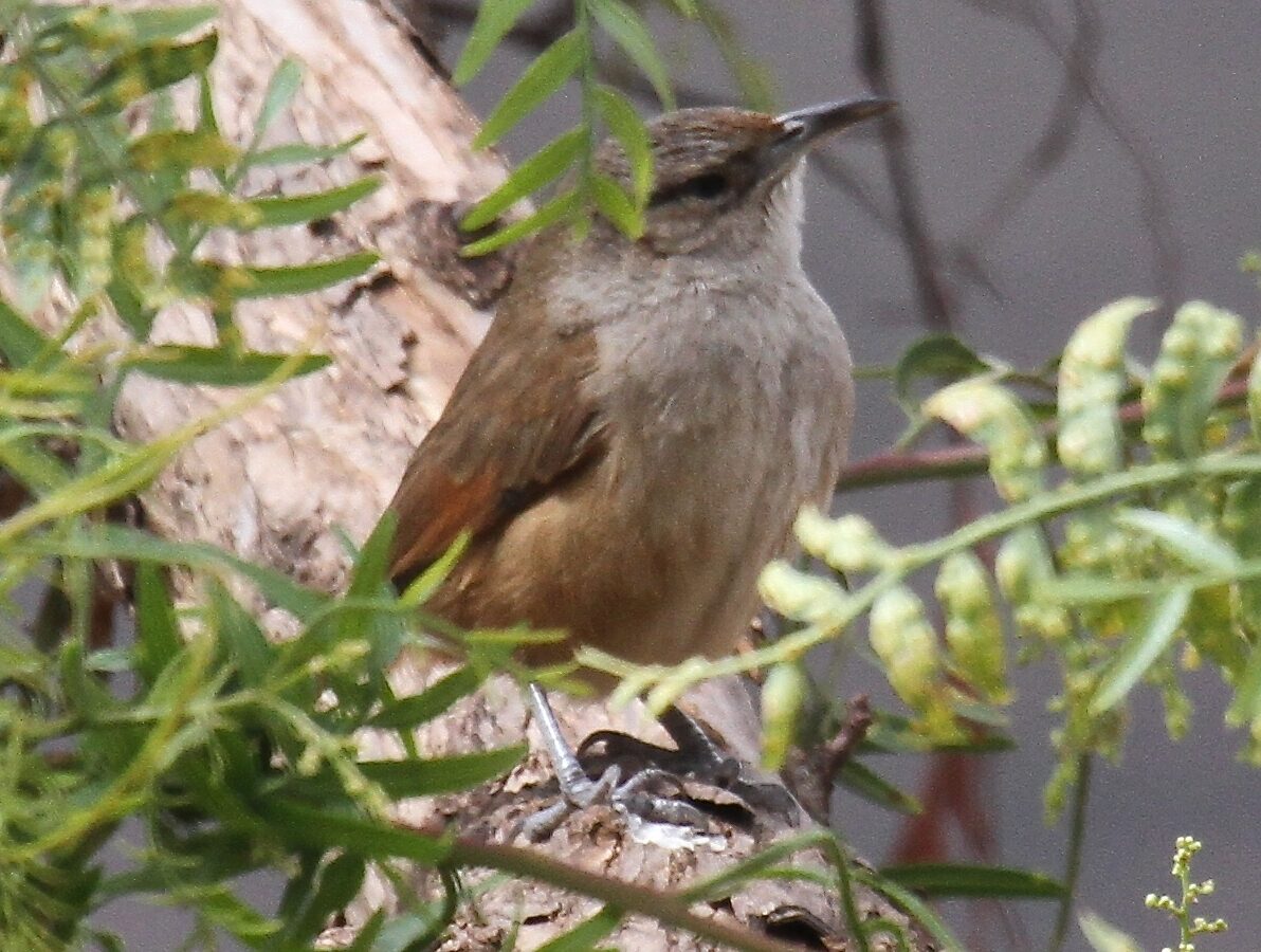 Streak-fronted Thornbird