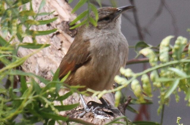 Streak-fronted Thornbird