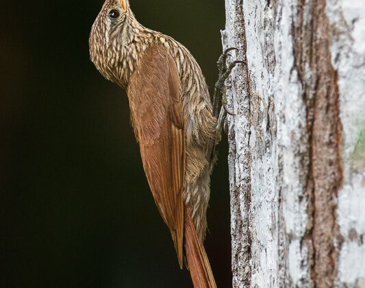 Streak-headed Woodcreeper