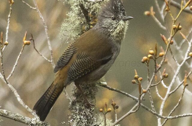 Streak-throated Barwing