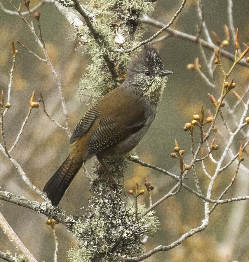 Streak-throated Barwing