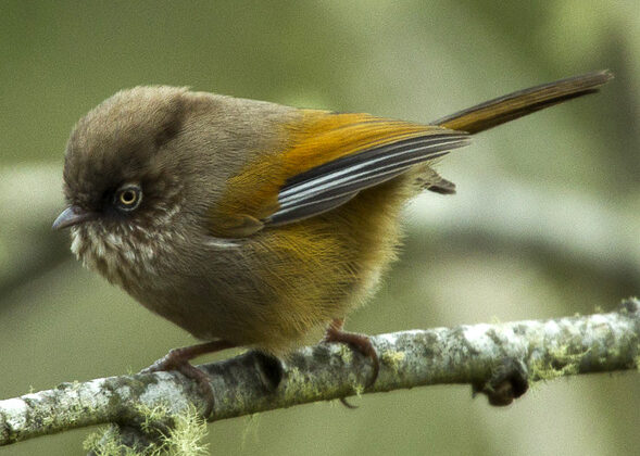 Taiwan Fulvetta