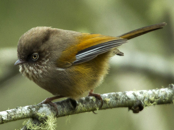 Taiwan Fulvetta