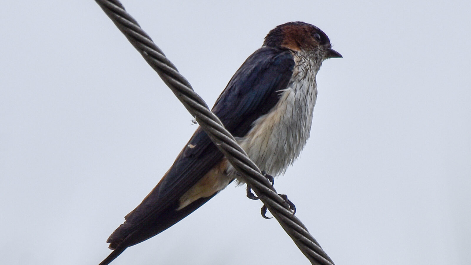 Streak-throated Swallow