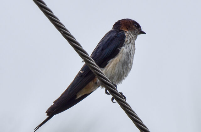 Streak-throated Swallow