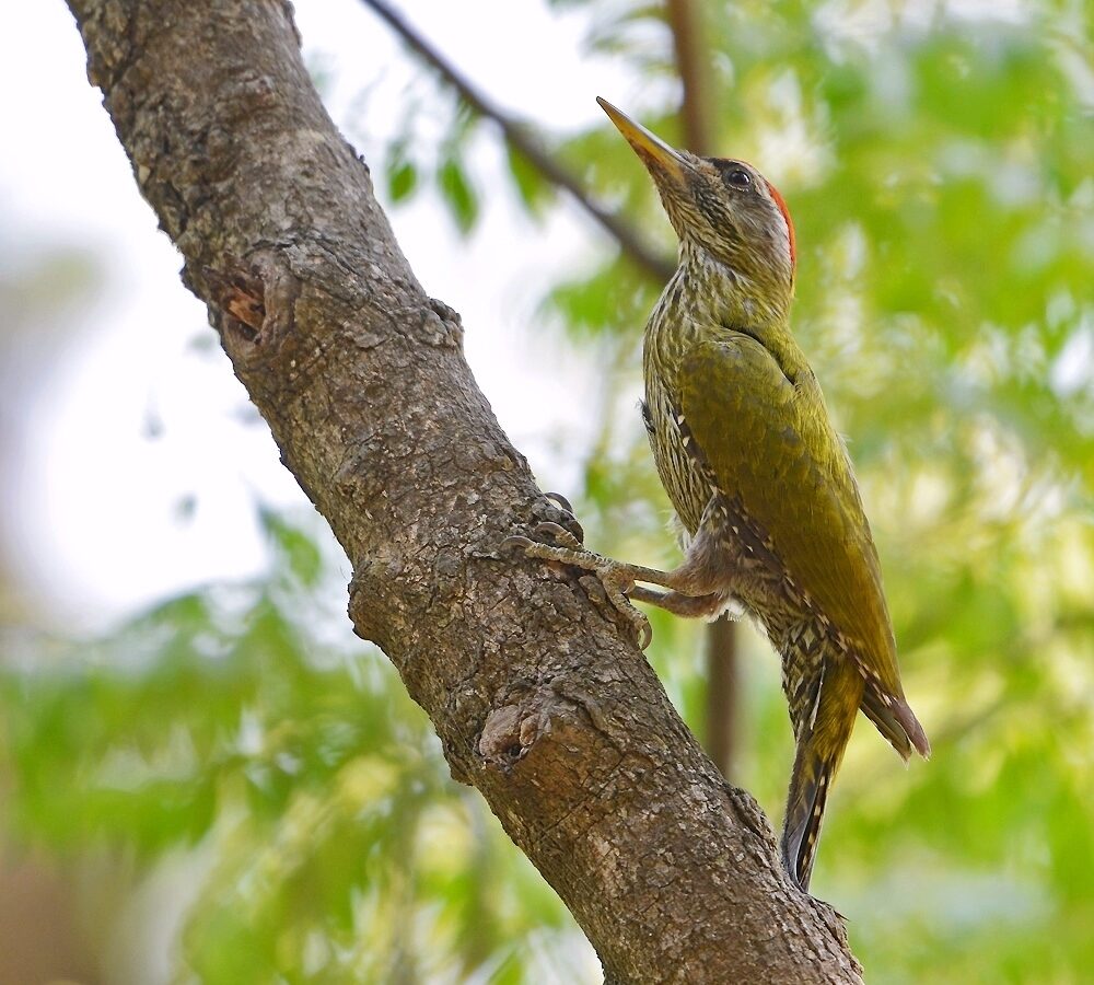 Streak-throated Woodpecker