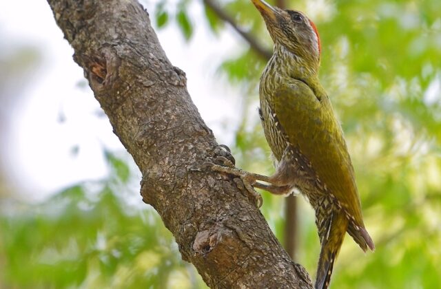 Streak-throated Woodpecker