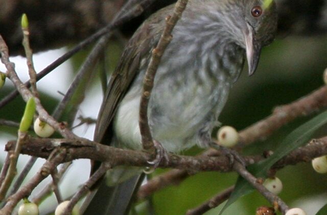 Streaked Bulbul