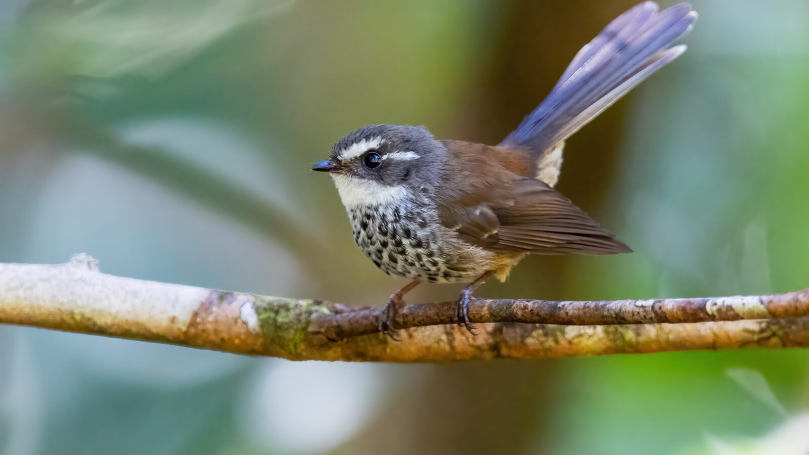New Caledonian Streaked Fantail