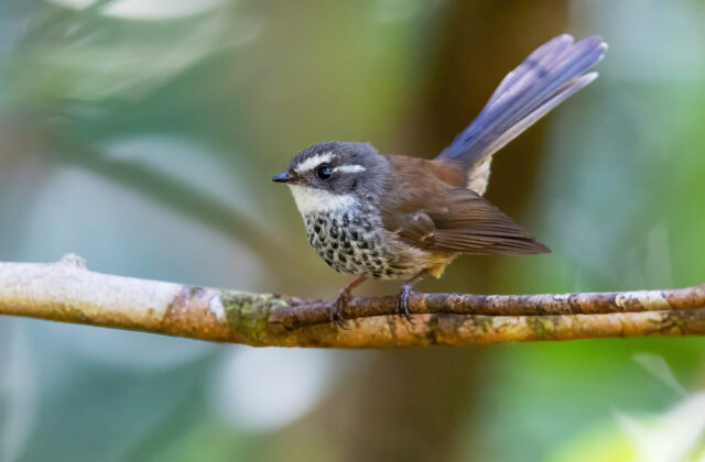 New Caledonian Streaked Fantail