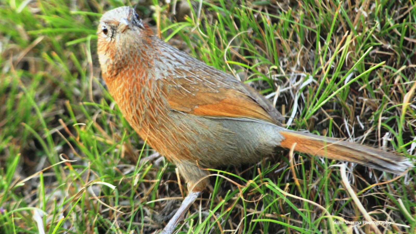 Streaked Laughingthrush