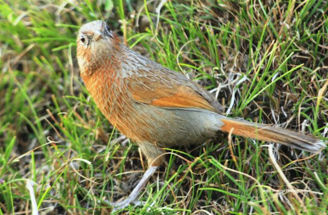 Streaked Laughingthrush