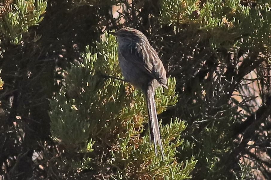 Streak-backed Tit-Spinetail