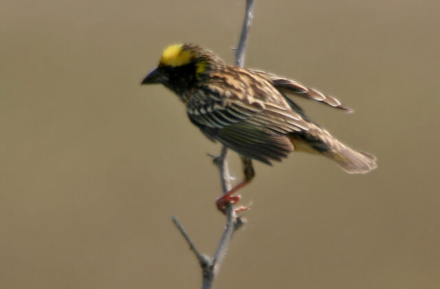Streaked Weaver
