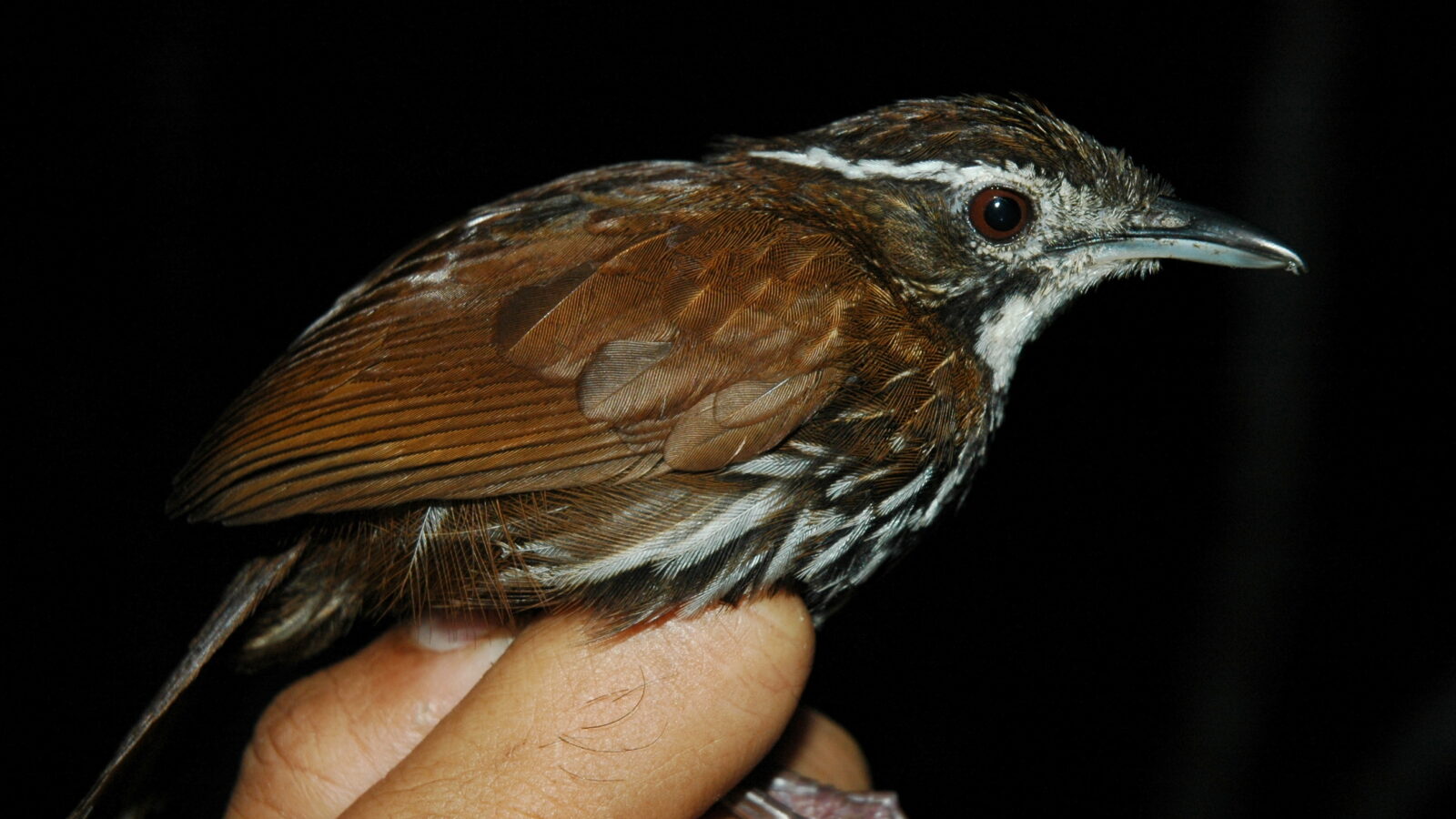 Striated Wren-Babbler