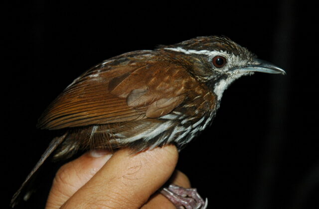 Striated Wren-Babbler