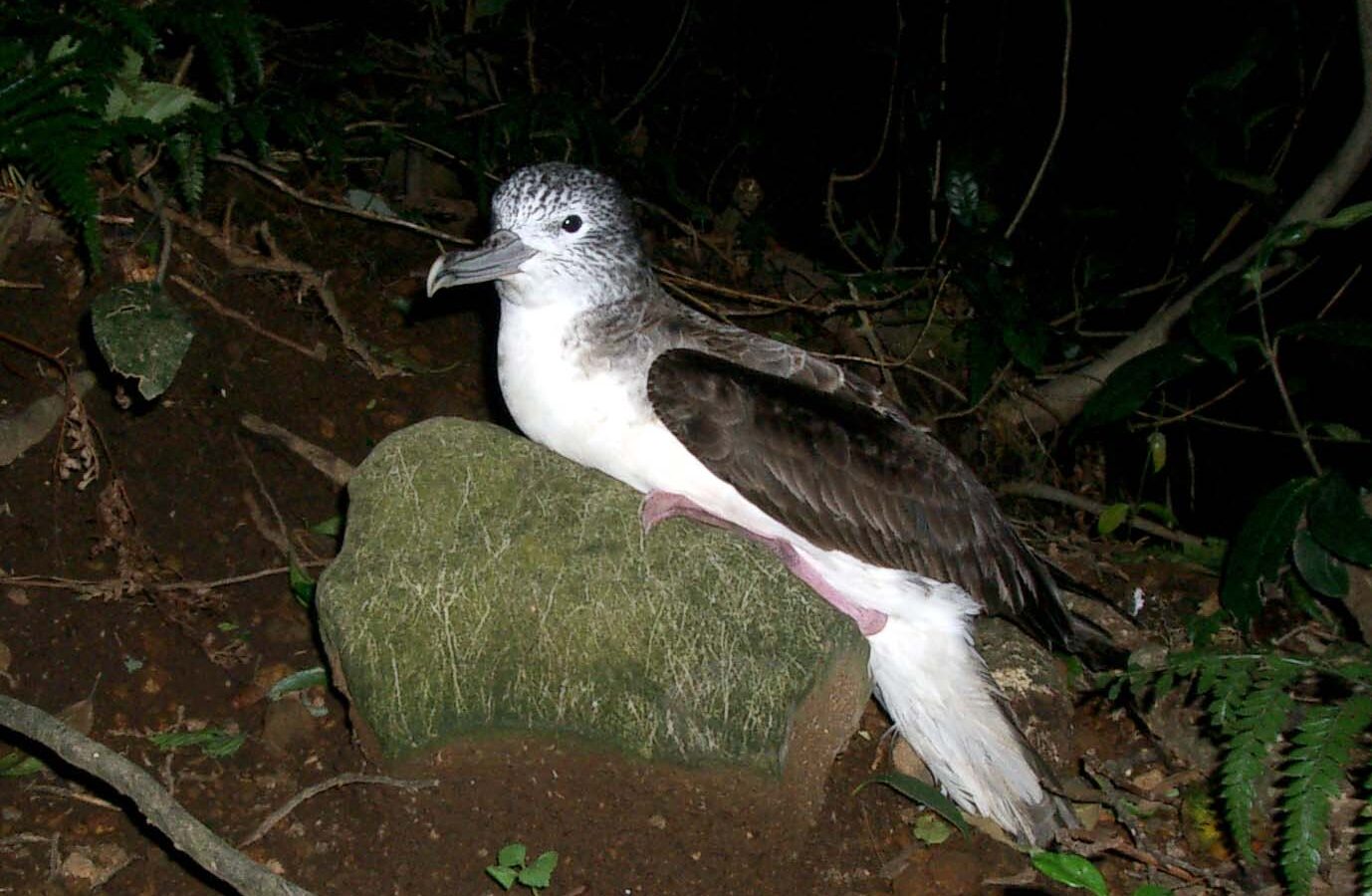 Streaked Shearwater