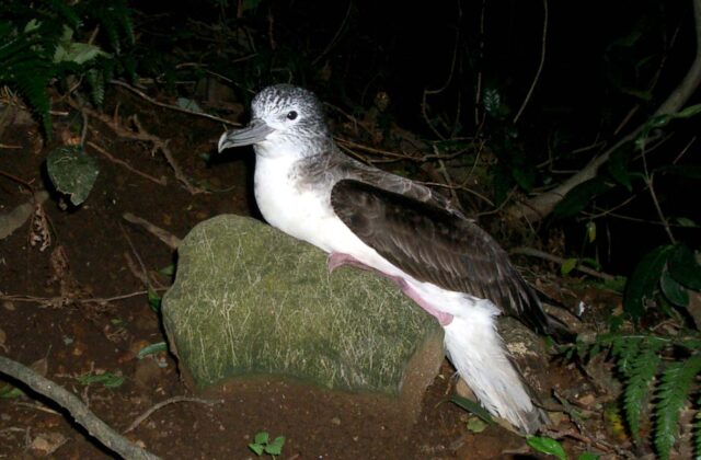 Streaked Shearwater