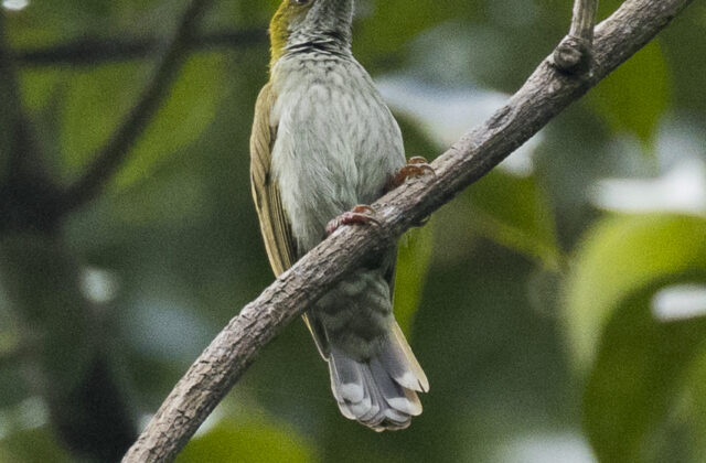 Streaky-breasted Spiderhunter