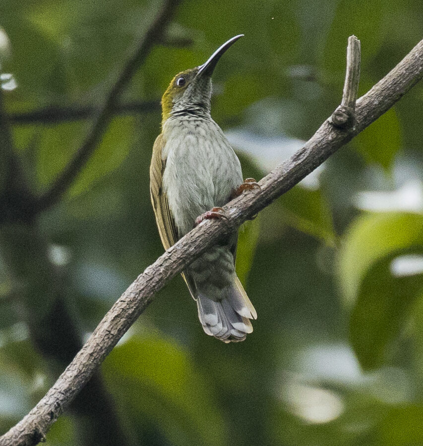 Streaky-breasted Spiderhunter