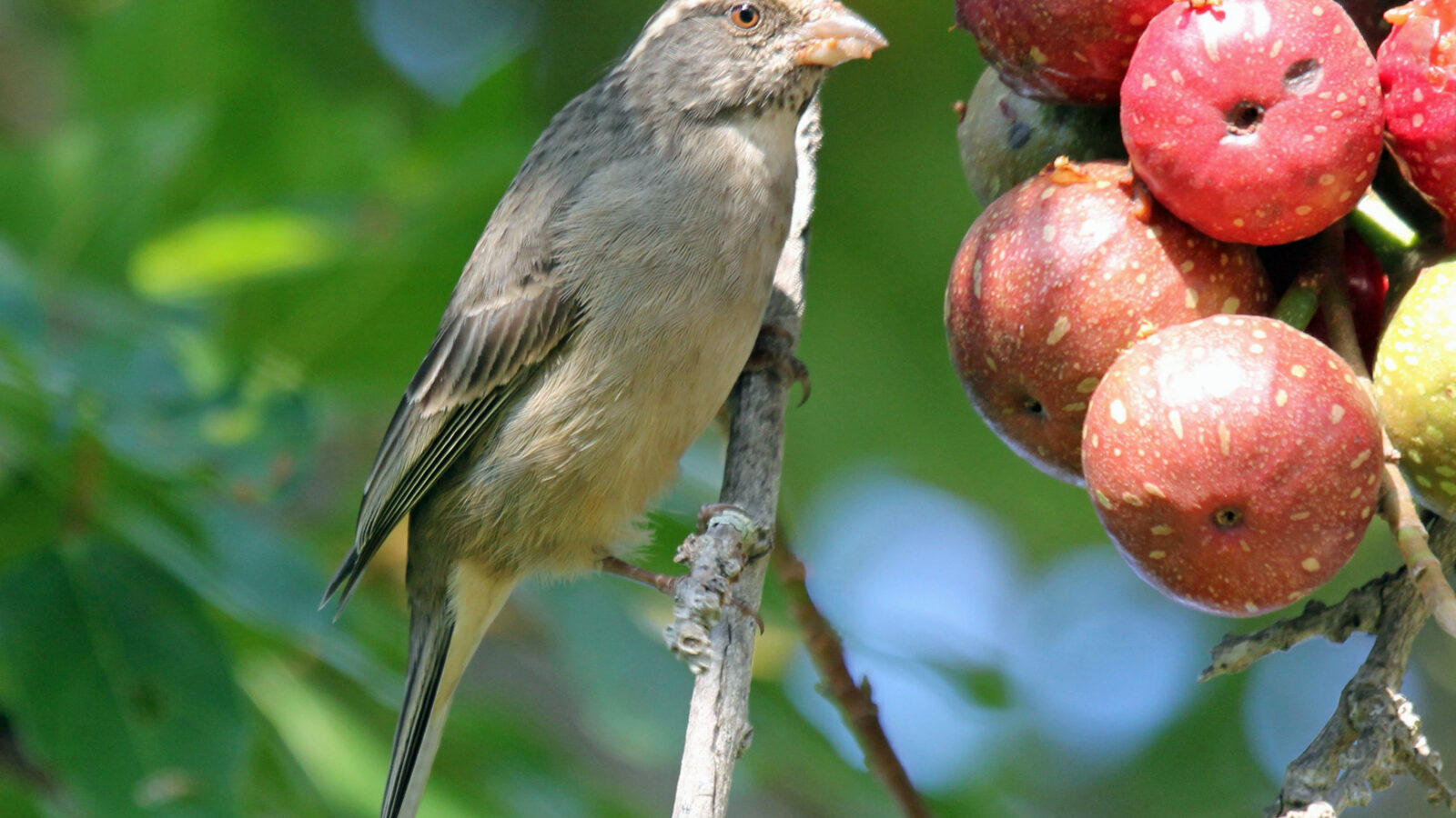 Streaky-headed Seedeater