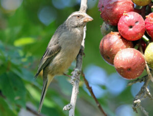 Streaky-headed Seedeater