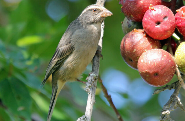 Streaky-headed Seedeater