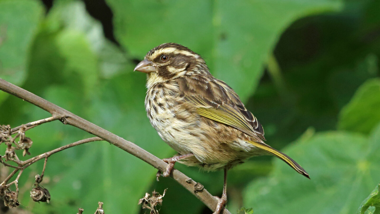 Streaky Seedeater