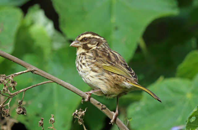 Streaky Seedeater