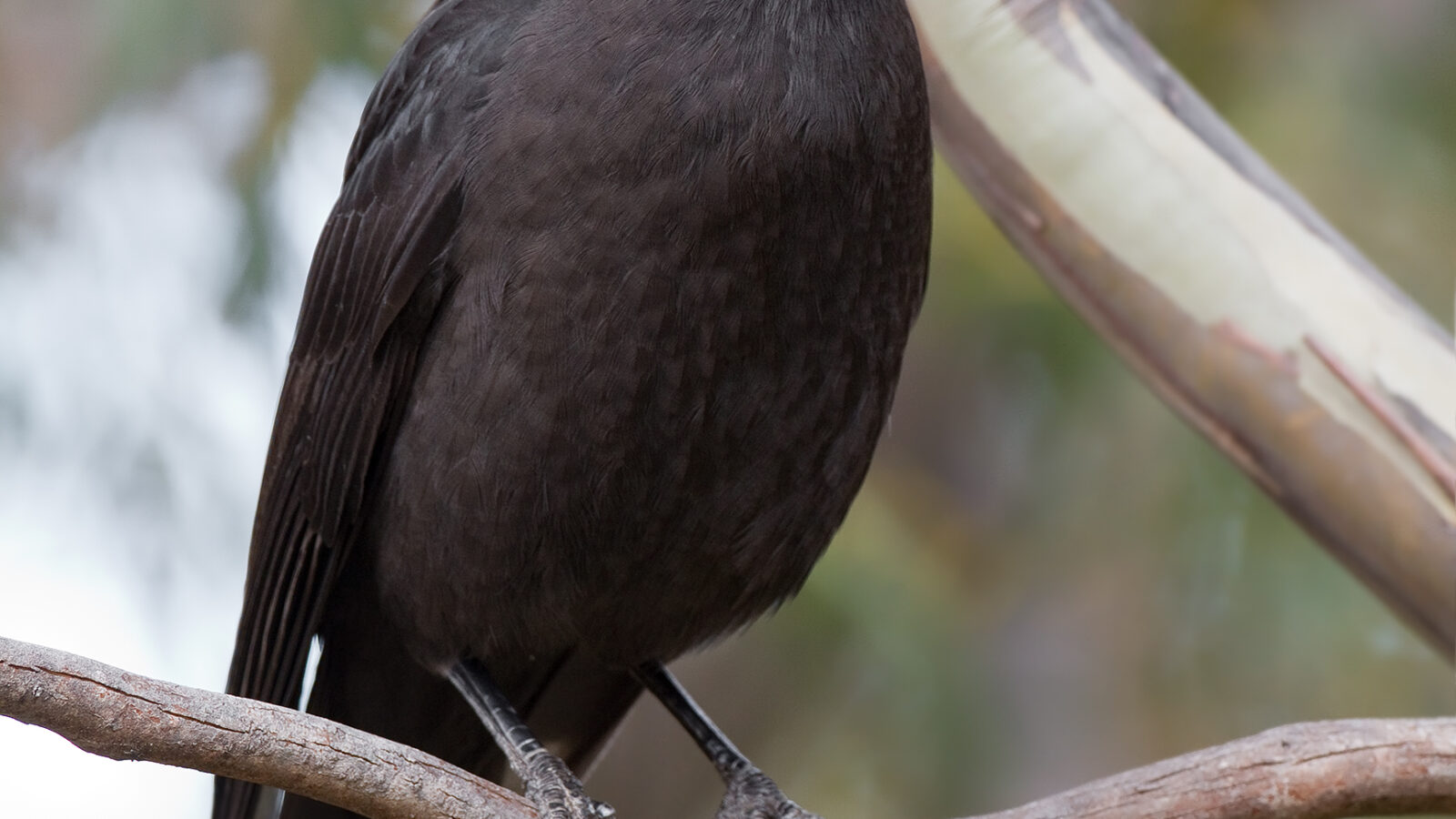 Black Currawong