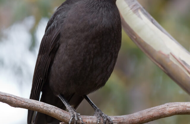Black Currawong