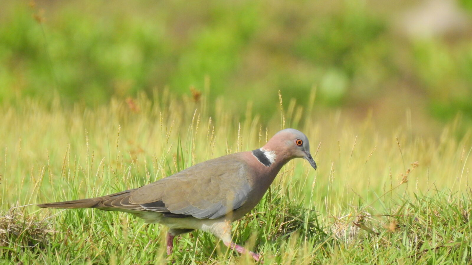 Sunda Collared Dove