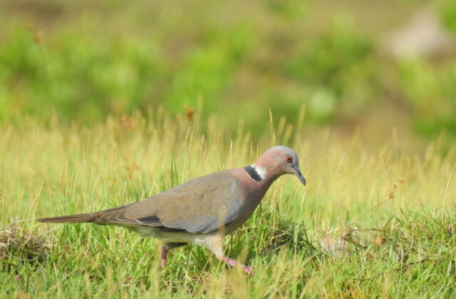 Sunda Collared Dove
