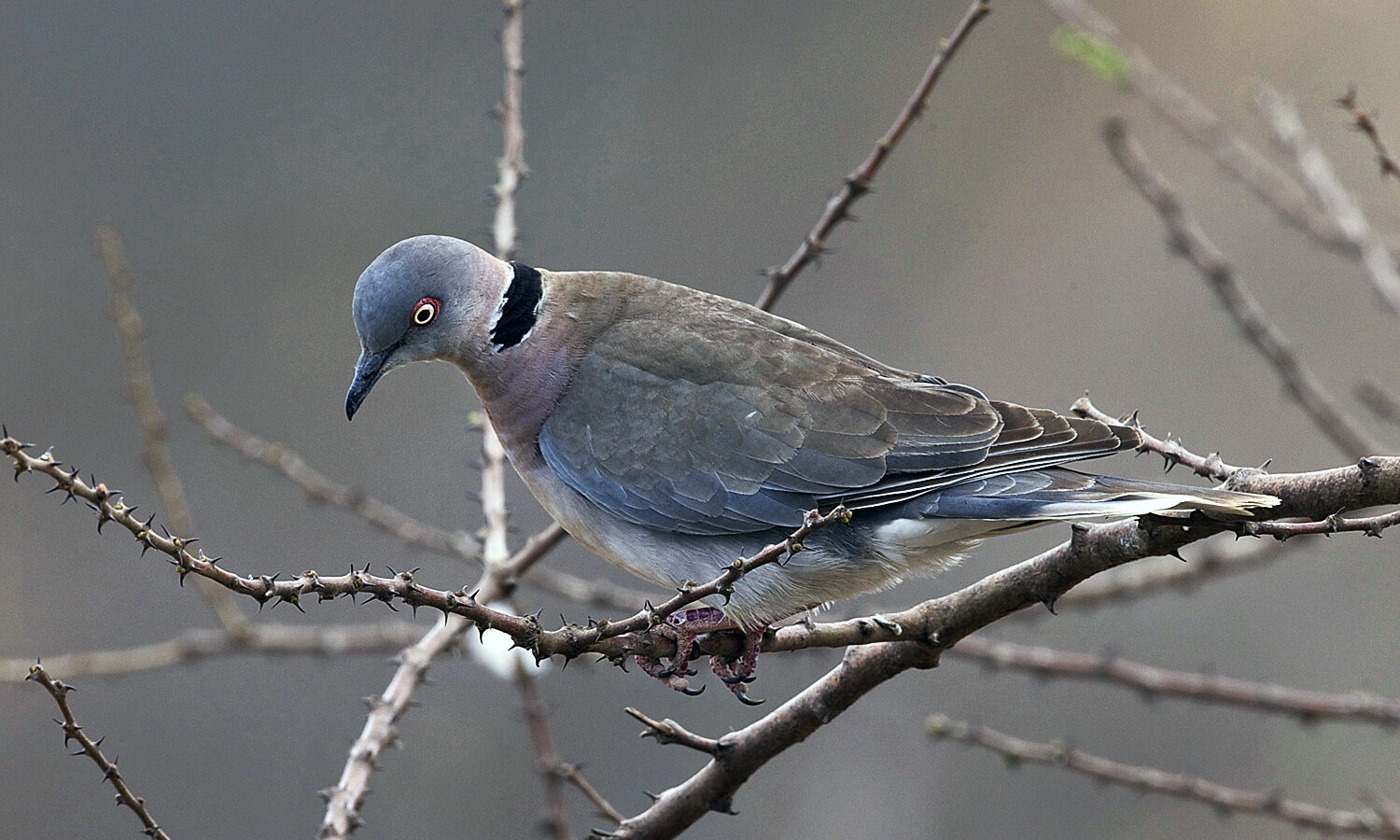 Mourning Collared Dove