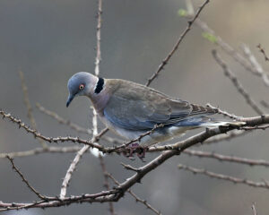 Mourning Collared Dove