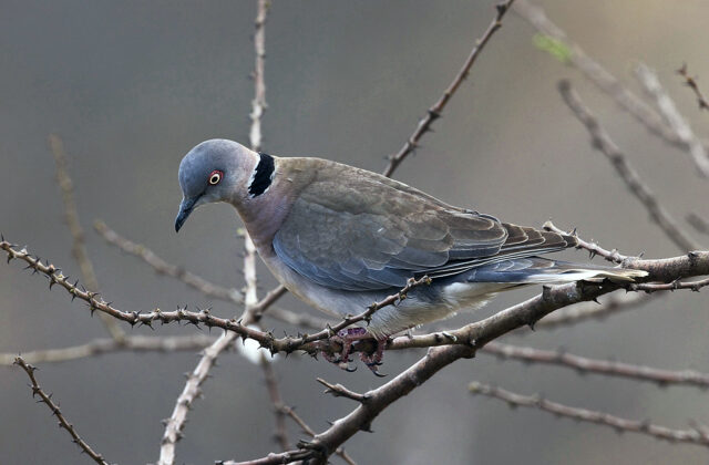 Mourning Collared Dove