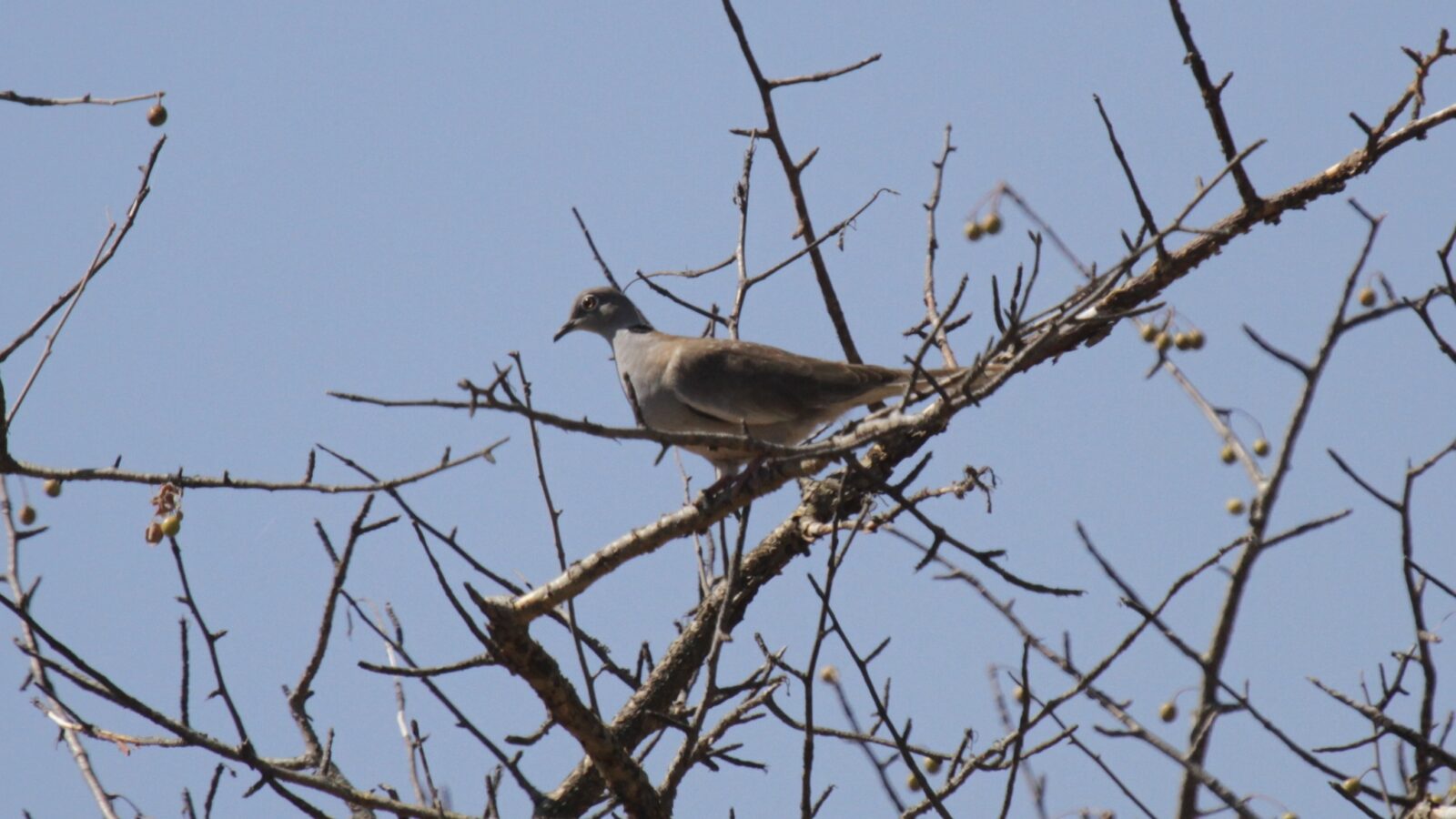 White-winged Collared Dove