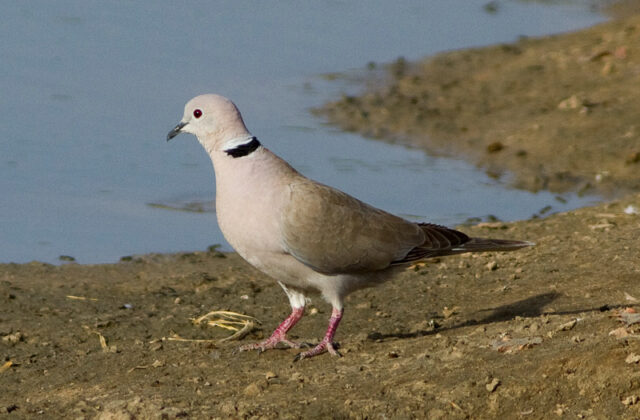 African Collared Dove