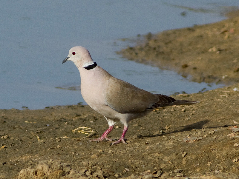 African Collared Dove