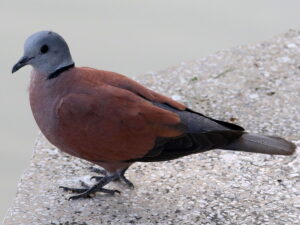 Red Collared Dove
