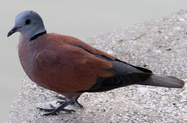 Red Collared Dove