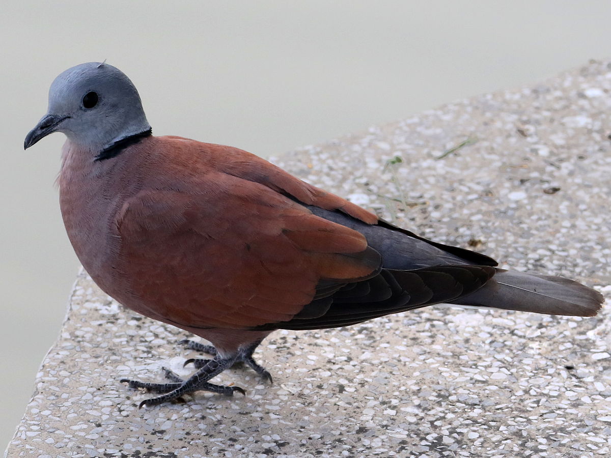 Red Collared Dove