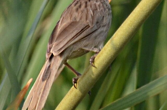 Striated Babbler