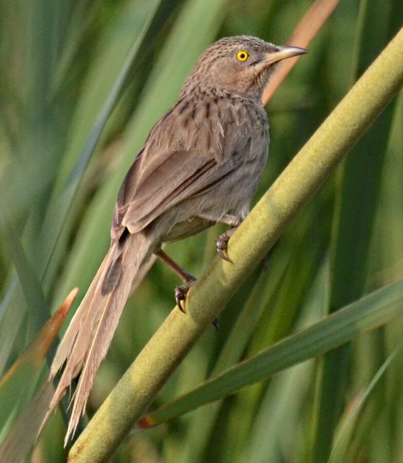 Striated Babbler