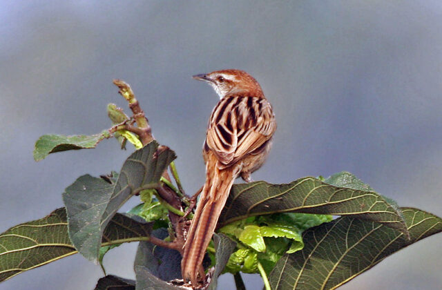 Striated Grassbird