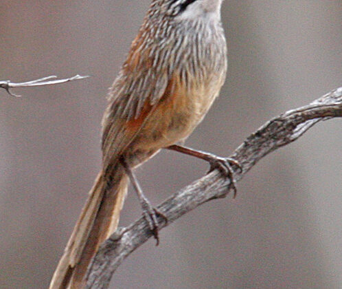 Striated Grasswren